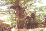  The Sacred tree at Vyas Gaddi